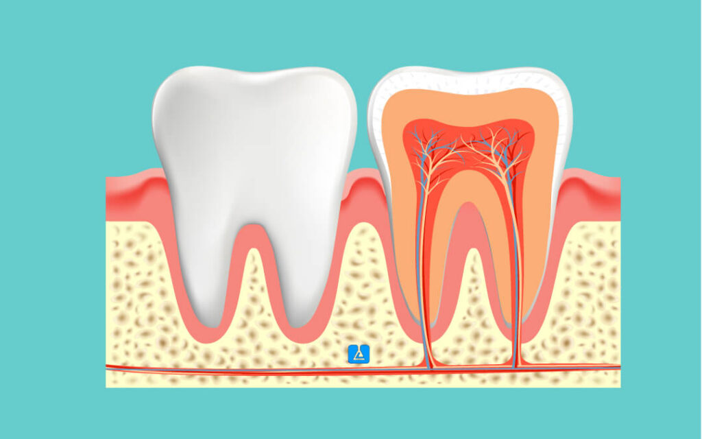 Dental Anatomy