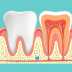 Dental Anatomy