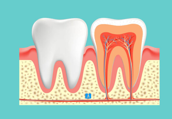 Dental Anatomy