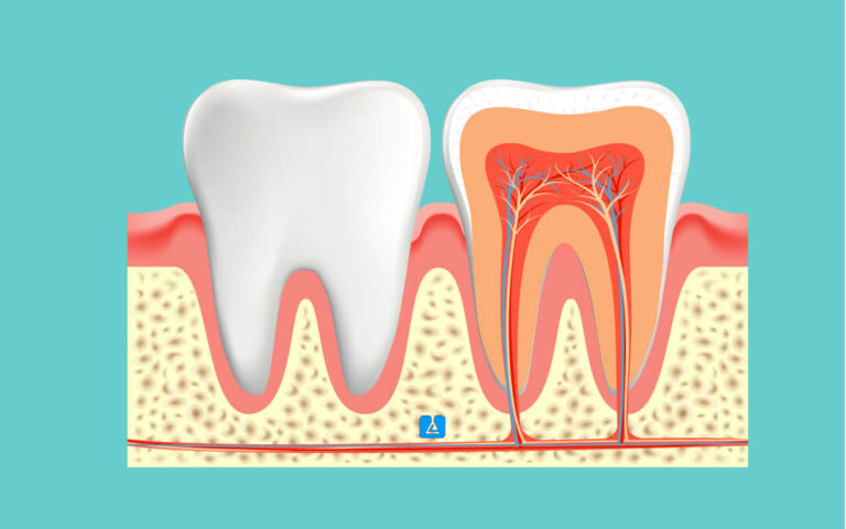 Dental Anatomy