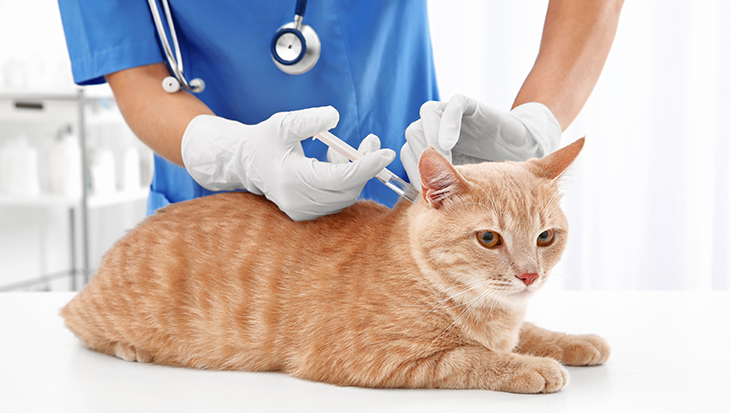 Feline Vaccinations