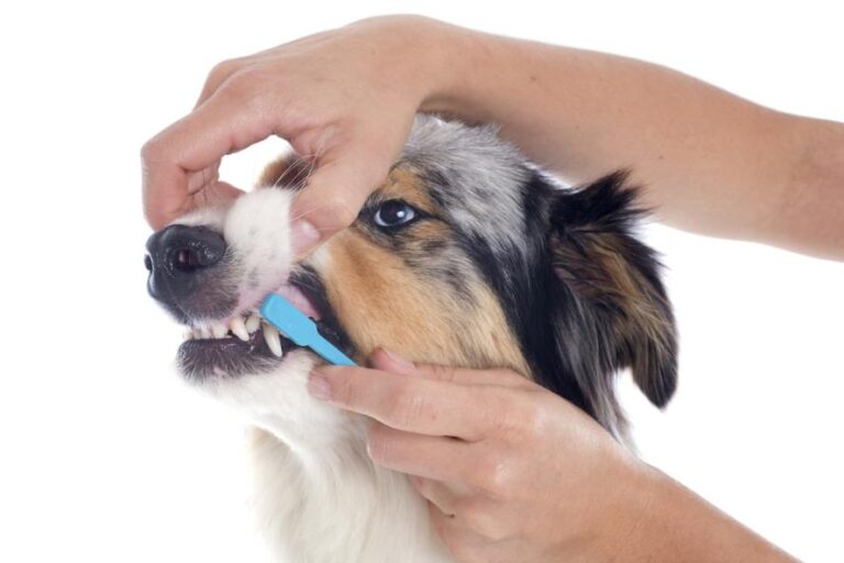 Pet Dental Health