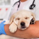 veterinarian in Dana Point