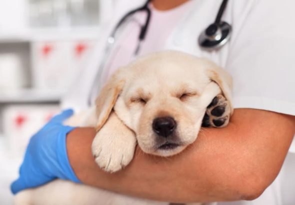 veterinarian in Dana Point