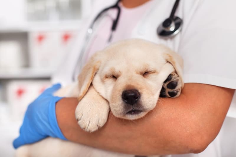 veterinarian in Dana Point